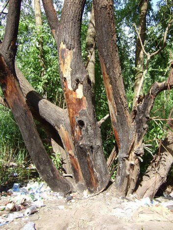 В Киеве дотла сожгли цыганский табор