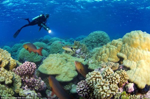 Голубоглазая рыбка поражает красотой. Фото