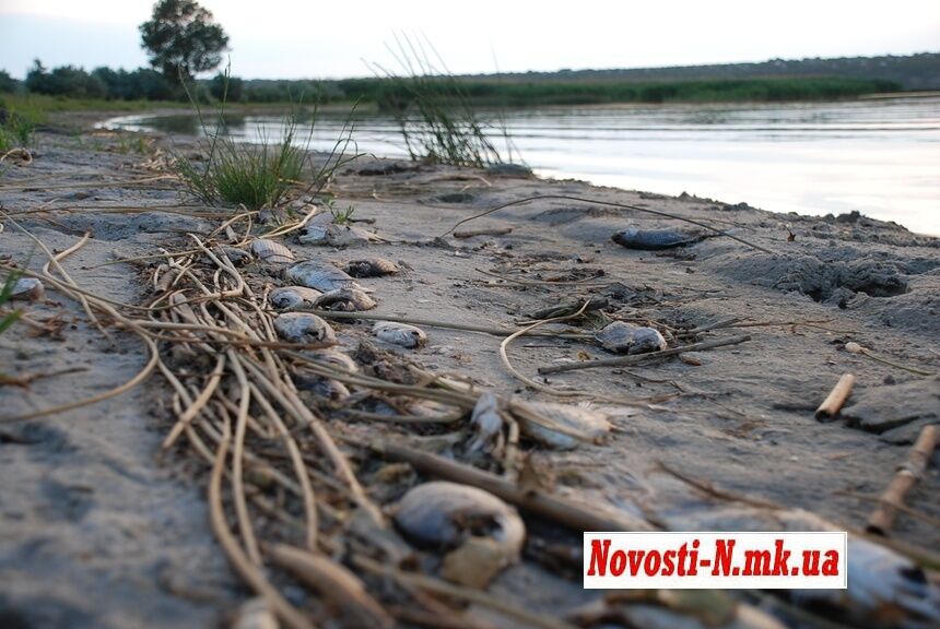 У річці Південний Буг масово гине риба