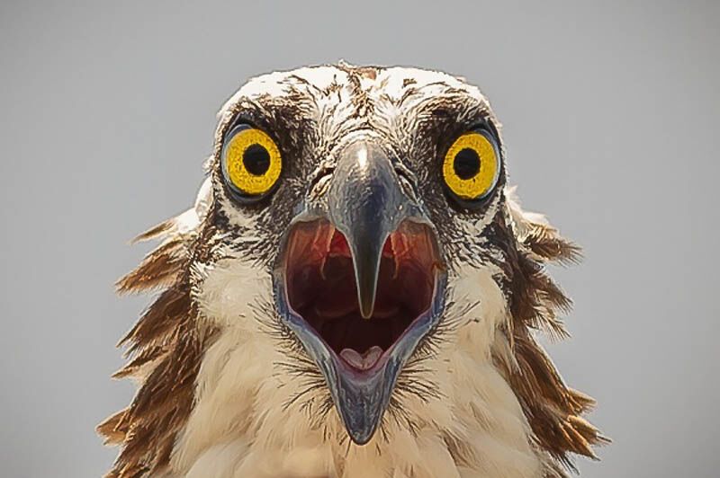 Подловили! Фото людей и животных с удачно пойманным моментом 