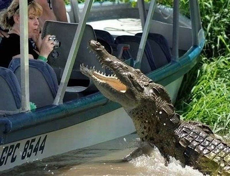 Подловили! Фото людей и животных с удачно пойманным моментом 