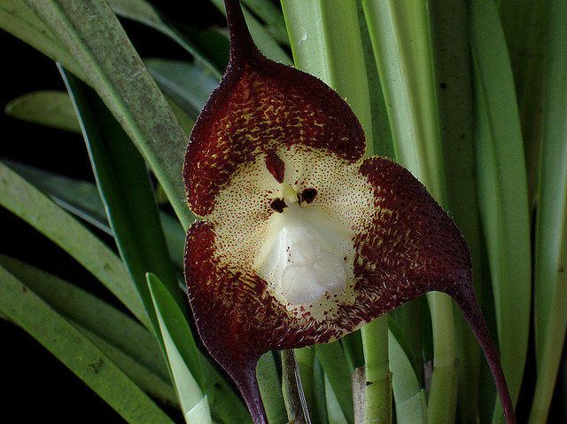 На Эквадоре растут орхидеи, похожие на обезьян. Фото