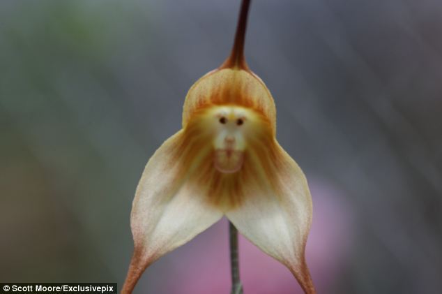На Эквадоре растут орхидеи, похожие на обезьян. Фото