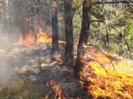 В Ялтинском заповеднике сгорело более 2,5 га леса