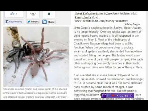 Индию атаковали ядовитые пауки: есть первые жертвы