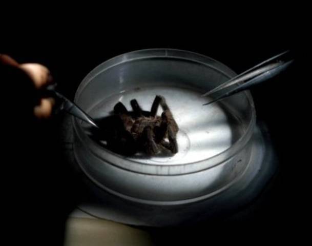 Индию атаковали ядовитые пауки: есть первые жертвы