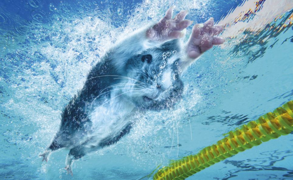 Олимпийские морские свинки покорили Лондон. Фото
