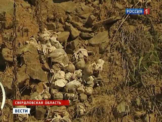 Число эмбрионов, найденных в лесу на Урале, достигло 250