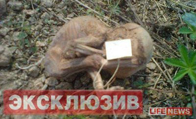 Число ембріонів, знайдених в лісі на Уралі, досягло 250