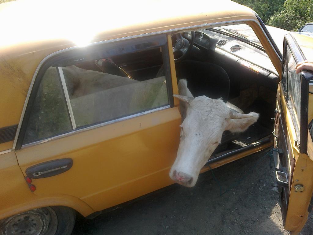 Вор перевозил корову с ягненком в салоне "Жигулей". Фото
