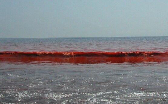 Азовское море стало "кроваво красным"