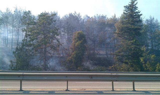 У Севастополі згоріло 9 га лісу