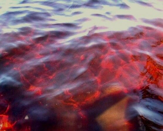 Азовское море стало "кроваво красным"