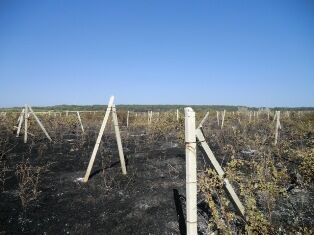 В Севастополе 12 часов горели виноградники