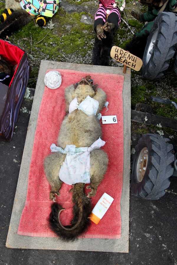 У Новій Зеландії пройшов конкурс краси серед мертвих опосумів