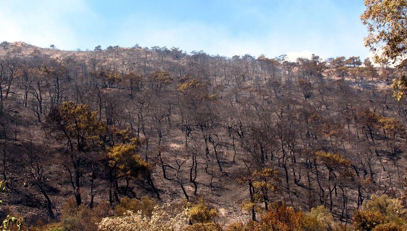Греція у вогні: лісові пожежі підібралися до курортів