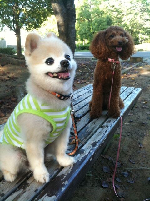 Декоративные собачки покорили Интернет. Фото