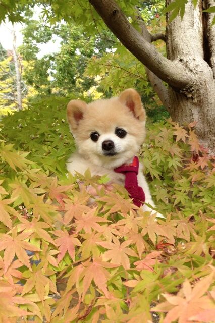 Декоративные собачки покорили Интернет. Фото