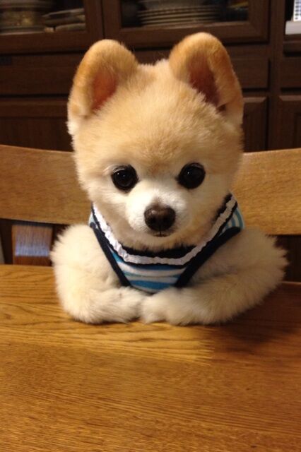 Декоративные собачки покорили Интернет. Фото