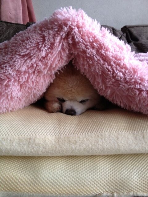 Декоративные собачки покорили Интернет. Фото