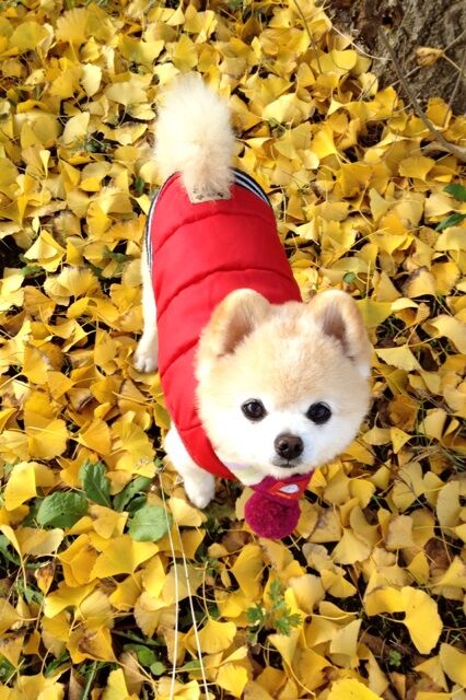 Декоративные собачки покорили Интернет. Фото