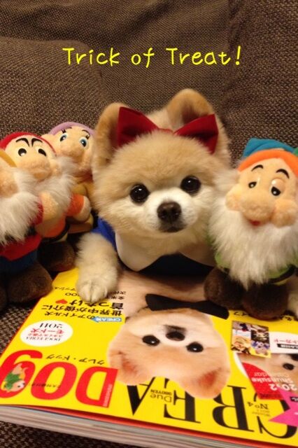 Декоративные собачки покорили Интернет. Фото