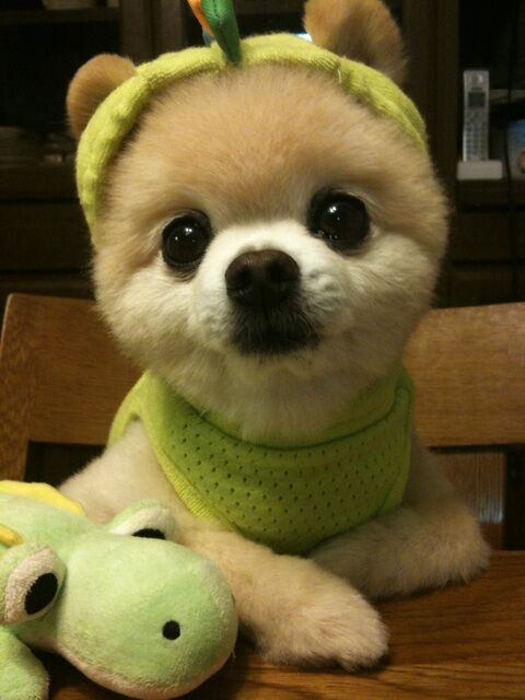 Декоративные собачки покорили Интернет. Фото