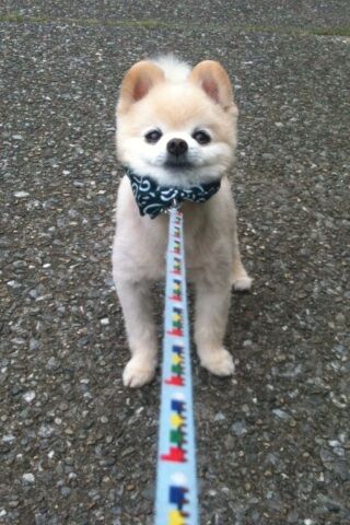 Декоративные собачки покорили Интернет. Фото