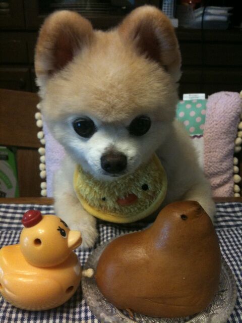 Декоративные собачки покорили Интернет. Фото