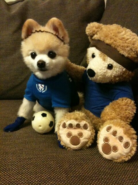 Декоративные собачки покорили Интернет. Фото