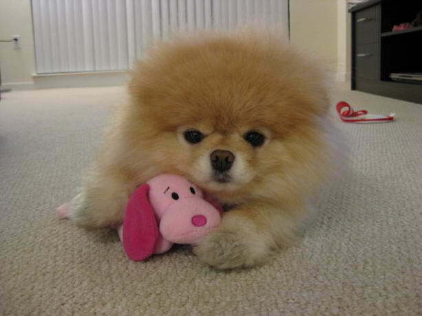 Декоративные собачки покорили Интернет. Фото