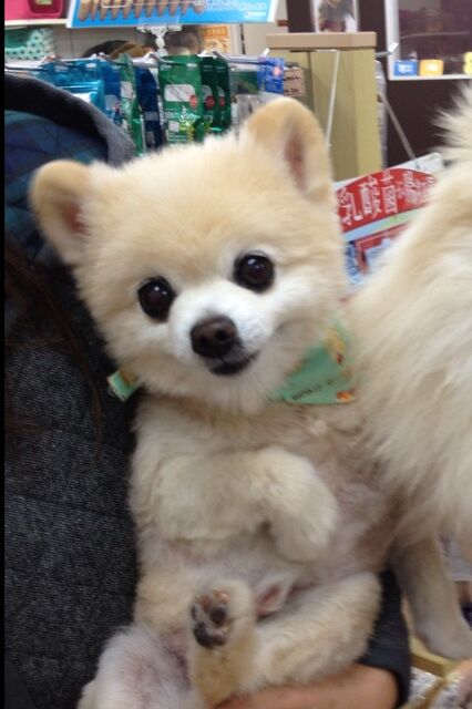 Декоративные собачки покорили Интернет. Фото