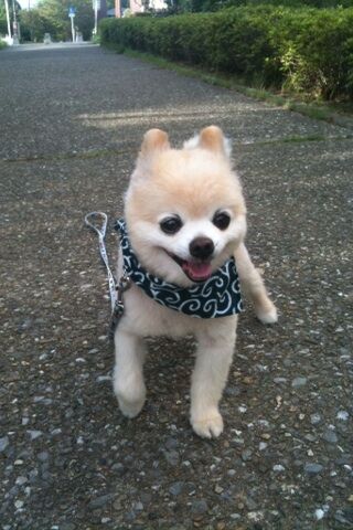 Декоративные собачки покорили Интернет. Фото