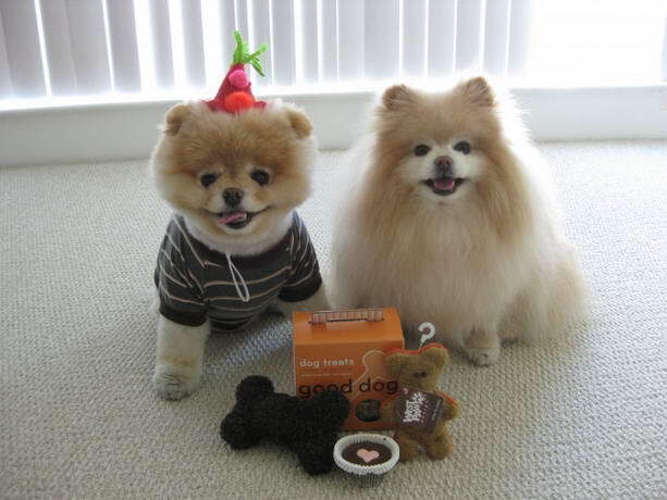 Декоративные собачки покорили Интернет. Фото