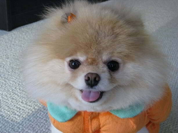 Декоративные собачки покорили Интернет. Фото