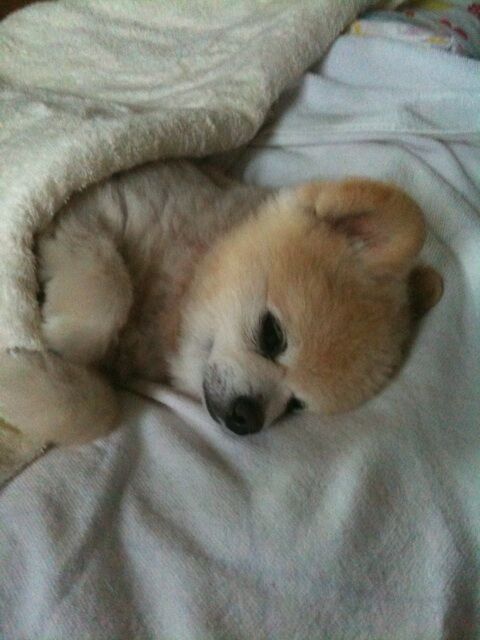 Декоративные собачки покорили Интернет. Фото