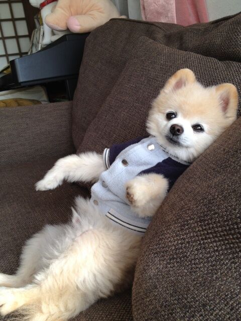 Декоративные собачки покорили Интернет. Фото