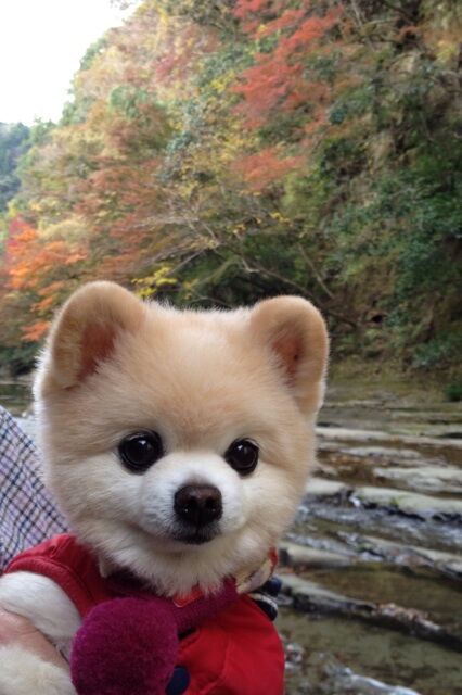 Декоративные собачки покорили Интернет. Фото