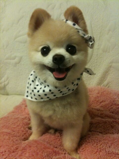 Декоративные собачки покорили Интернет. Фото