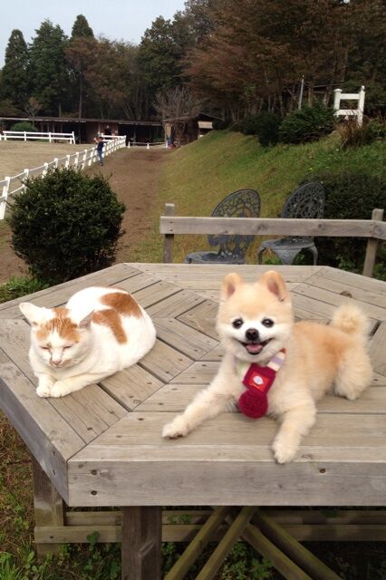 Декоративные собачки покорили Интернет. Фото