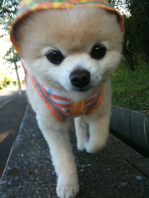 Декоративные собачки покорили Интернет. Фото