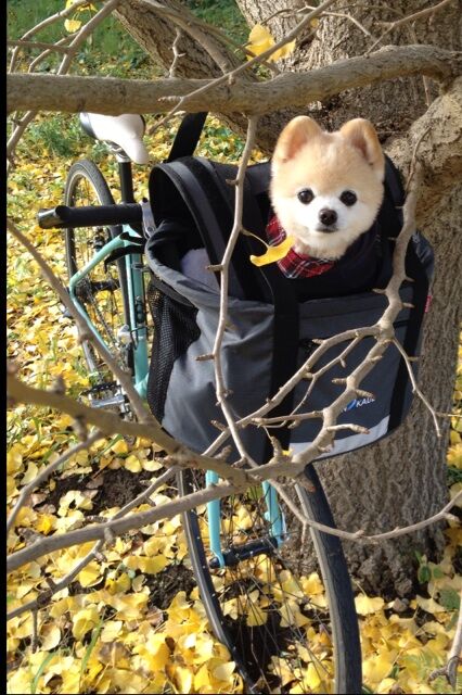 Декоративные собачки покорили Интернет. Фото