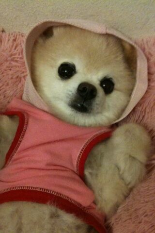 Декоративные собачки покорили Интернет. Фото