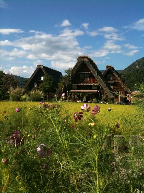 Декоративные собачки покорили Интернет. Фото