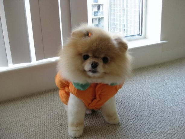 Декоративные собачки покорили Интернет. Фото