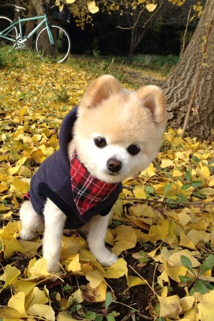 Декоративные собачки покорили Интернет. Фото