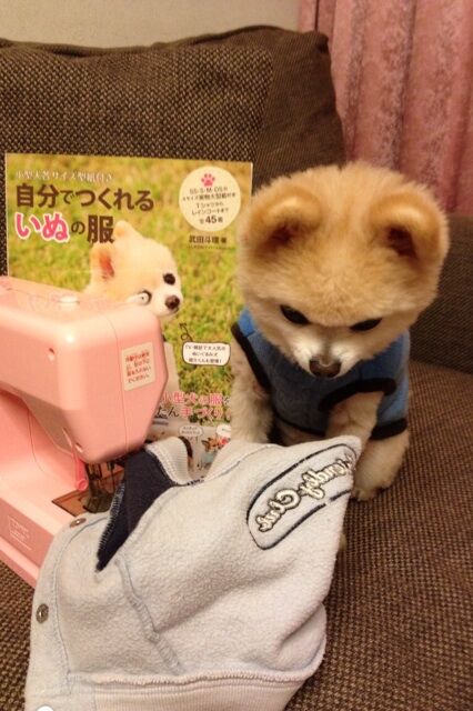 Декоративные собачки покорили Интернет. Фото