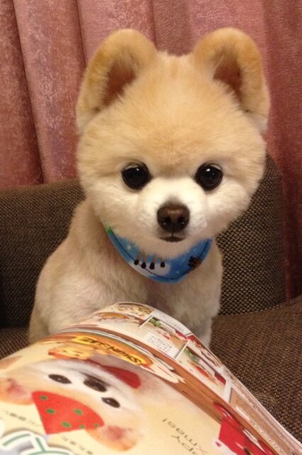 Декоративные собачки покорили Интернет. Фото