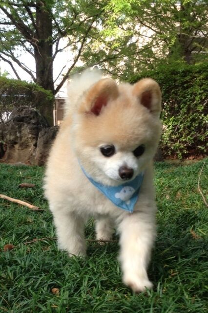 Декоративные собачки покорили Интернет. Фото