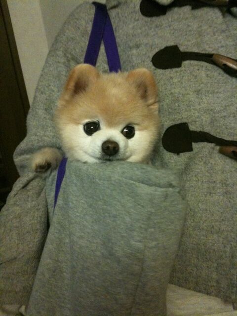 Декоративные собачки покорили Интернет. Фото